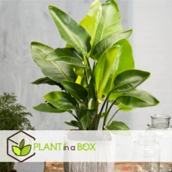 Strelitzia Nicolai Dans Panier- Pot ⌀17cm - H.55-70cm (hauteur Pot Incluse) 8 Strelitzia Nicolai Dans Panier- Pot ⌀17cm - H.55-70cm (hauteur Pot Incluse) -Promos Botanivea Boutique 631a34c7297023.78519061