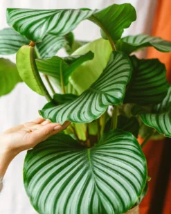 Plante D'intérieur - Calathea Orbifolia L 70cm -Promos Botanivea Boutique 6377dd85395101.11054724