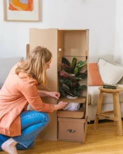 Plante D'intérieur - Fougère De Boston 30cm -Promos Botanivea Boutique 6377dd92946f96.19527258