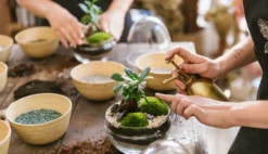 Plante D'intérieur - Zamioculcas Zamiifolia L 65cm -Promos Botanivea Boutique 6377ddad590f72.63345517