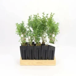 10 Buis Commun (buxus Sempervirens) - Haie De Buis Commun - 10 Jeunes Plants : Taille 10cm -Promos Botanivea Boutique 63bca70f6481e0.85631913