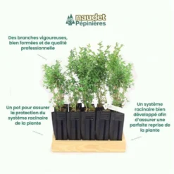 10 Buis Commun (buxus Sempervirens) - Haie De Buis Commun - 10 Jeunes Plants : Taille 10cm -Promos Botanivea Boutique 63bca70f685e23.10789299