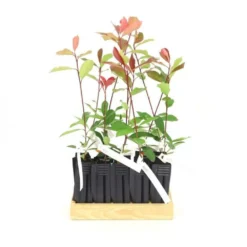 10 Photinia (photinia Fraseri 'red Robin') - Haie De Photinia Red Robin - 10 Jeunes Plants : Taille 20/40cm -Promos Botanivea Boutique 63bca725644c67.63472126