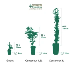 Promos Botanivea Boutique -Promos Botanivea Boutique 63cf85db6b63a0.65365010