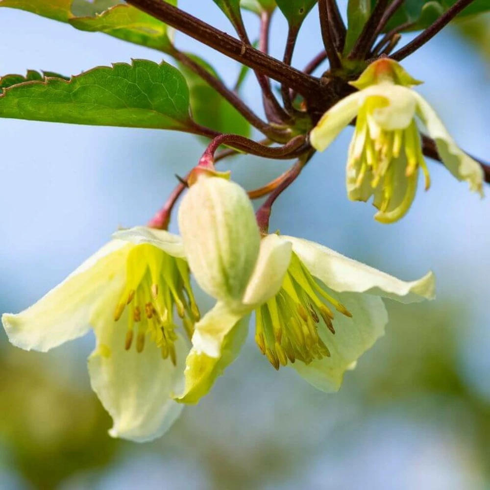 Clématite Cirrhosa 'wisley Cream' - Conteneur 3l 1 Clématite Cirrhosa 'wisley Cream' - Conteneur 3l