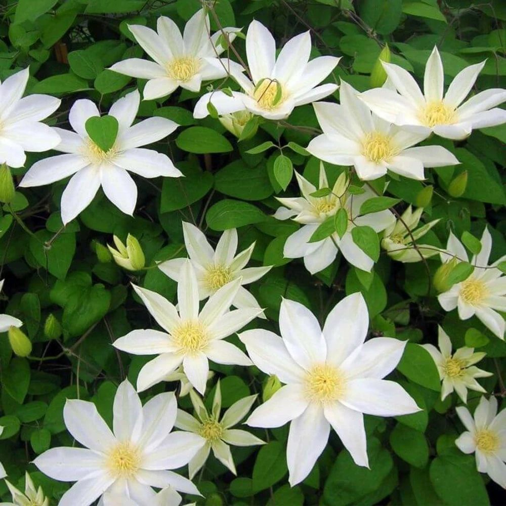 Clématite 'wada's Primrose' - Conteneur 3l 1 Clématite 'wada's Primrose' - Conteneur 3l