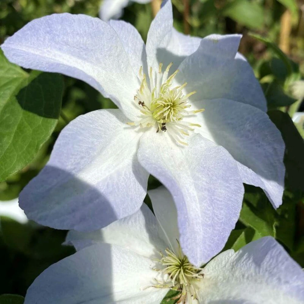 Clématite 'yukikomachi' - Conteneur 3l - Taille 30/60cm 1 Clématite 'yukikomachi' - Conteneur 3l - Taille 30/60cm