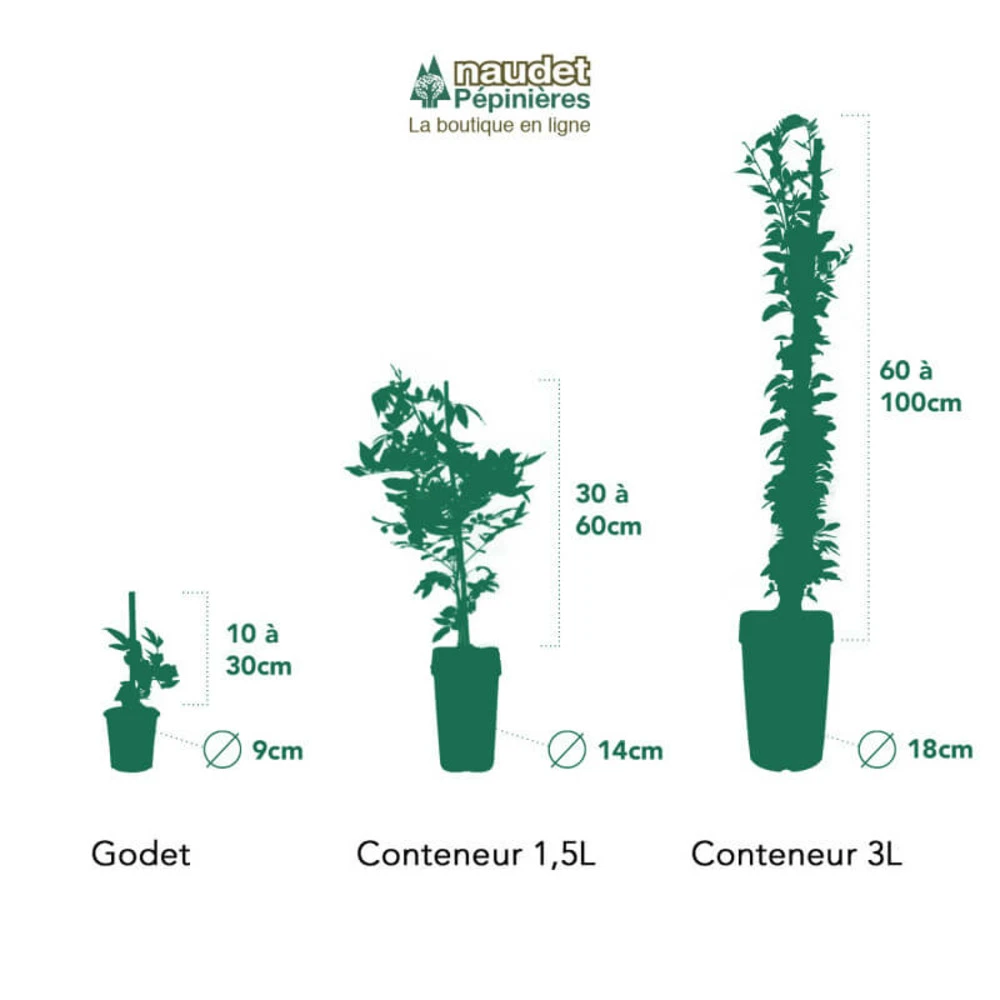 Clématite 'georges Jackman' - Conteneur 3l 2 Clématite 'georges Jackman' - Conteneur 3l – Image 2