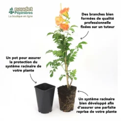 Clématite 'georges Jackman' - Conteneur 3l 5 Clématite 'georges Jackman' - Conteneur 3l -Promos Botanivea Boutique 63cf866de8e818.02977511