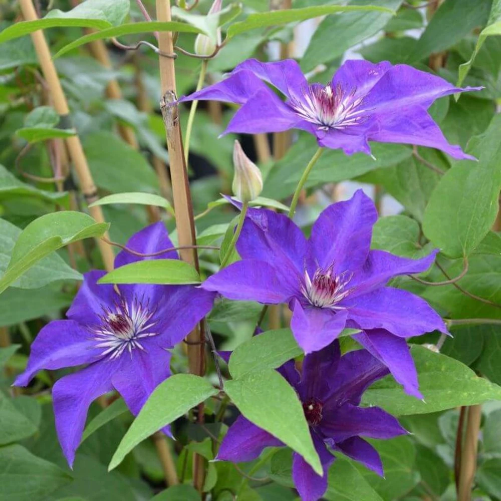 Clématite 'the President' (clematis 'the President') - Conteneur 3l 1 Clématite 'the President' (clematis 'the President') - Conteneur 3l