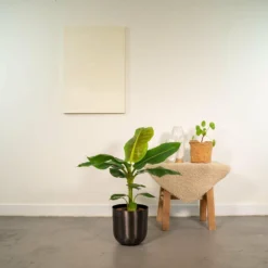 Promos Botanivea Boutique -Promos Botanivea Boutique 63e484af84d8f879