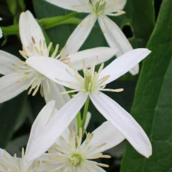 Clématite Armandii Snowdrift/pot De 3l - Echelle Bambou 60/120 Cm