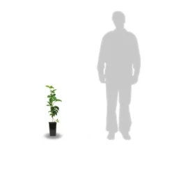 Vigne Vierge Quinquefolia Murorum/pot De 1,5l - Tuteur Bambou 30/60 Cm -Promos Botanivea Boutique 63ed44fee66b07.66423796