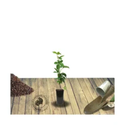 Vigne Vierge Quinquefolia Murorum/pot De 1,5l - Tuteur Bambou 30/60 Cm -Promos Botanivea Boutique 63ed44fef223f1.51826197