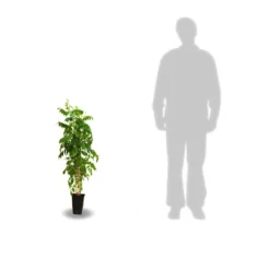 Glycine Du Japon Floribunda Issaï/pot De 3l - Echelle Bambou 60/120 Cm -Promos Botanivea Boutique 63ed45ffb50e48.47794777