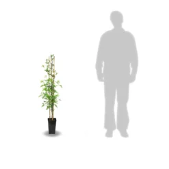 Jasmin Blanc Officinale/pot De 3l - Echelle Bambou 60/120 Cm -Promos Botanivea Boutique 63ed46ecabc502.91203662