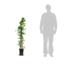 Clématite Armandii Snowdrift/pot De 6l - Tipi Bambou 90/150 Cm -Promos Botanivea Boutique 63ed526f6af959.88319790