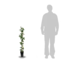 Passiflore Caerulea Purple Haze/pot De 1,5l - Tuteur Bambou 30/60 Cm -Promos Botanivea Boutique 63efe61c6d5f13.16567858