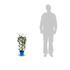 Passiflore Caerulea Purple Haze/pot De 1,5l - Tuteur Bambou 30/60 Cm -Promos Botanivea Boutique 63efe61c706ac4.21778598