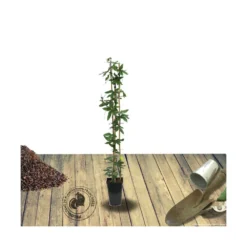 Passiflore Caerulea Purple Haze/pot De 1,5l - Tuteur Bambou 30/60 Cm -Promos Botanivea Boutique 63efe61c735243.01798402