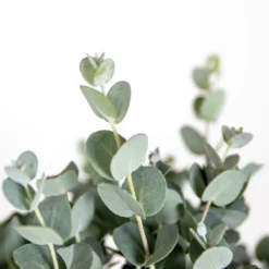 2x Eucalyptus Gunnii - Gommier - Arbuste - Persistant – ⌀17 Cm - ↕40-50 Cm -Promos Botanivea Boutique 63f3b93fa1eaf6.27824930