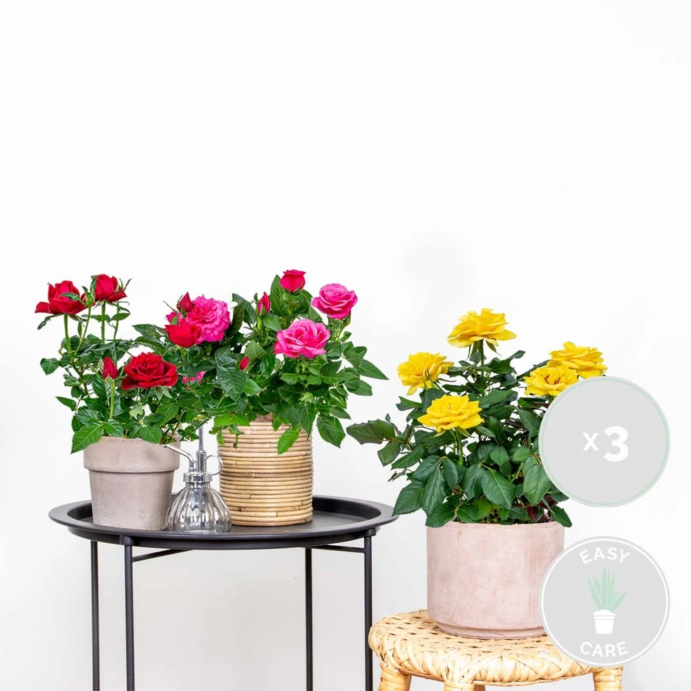 3x Mélange De Rosiers En Pot – Rosa – Patio & Plante D'intérieur – ⌀12cm – ↕20-30cm 2 3x Mélange De Rosiers En Pot – Rosa – Patio & Plante D'intérieur – ⌀12cm – ↕20-30cm – Image 2
