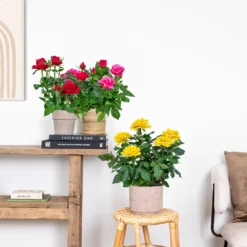 3x Mélange De Rosiers En Pot – Rosa – Patio & Plante D'intérieur – ⌀12cm – ↕20-30cm 7 3x Mélange De Rosiers En Pot – Rosa – Patio & Plante D'intérieur – ⌀12cm – ↕20-30cm -Promos Botanivea Boutique 63f3b946bd22a2.84993476