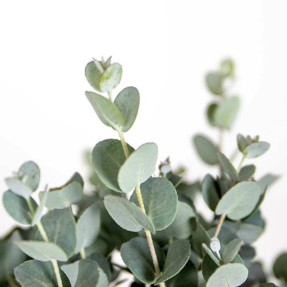 Eucalyptus Gunnii - Gommier - Arbuste - Persistant – ⌀17 Cm - ↕40-50 Cm 4 Eucalyptus Gunnii - Gommier - Arbuste - Persistant – ⌀17 Cm - ↕40-50 Cm – Image 4