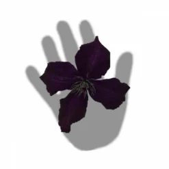 Clématite Viticella Dark Eyes/pot De 3l - Echelle Bambou 60/120 Cm 7 Clématite Viticella Dark Eyes/pot De 3l - Echelle Bambou 60/120 Cm -Promos Botanivea Boutique 63f4cd7fd164a2.29375399