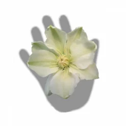 Clématite Guernsey Cream/pot De 3l - Echelle Bambou 60/120 Cm 7 Clématite Guernsey Cream/pot De 3l - Echelle Bambou 60/120 Cm -Promos Botanivea Boutique 63f4ced88baef3.65976902