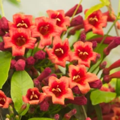 Bignone Capreolata Atrosanguinea/pot De 1,5l - Tuteur Bambou 30/60 Cm -Promos Botanivea Boutique 63f4cef710d0e6.83953406