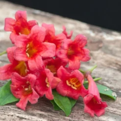 Bignone Capreolata Atrosanguinea/pot De 1,5l - Tuteur Bambou 30/60 Cm -Promos Botanivea Boutique 63f4cef7186c97.26425340