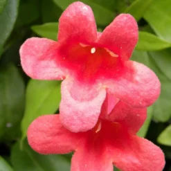 Bignone Capreolata Atrosanguinea/pot De 1,5l - Tuteur Bambou 30/60 Cm -Promos Botanivea Boutique 63f4cef73d4be0.20747155