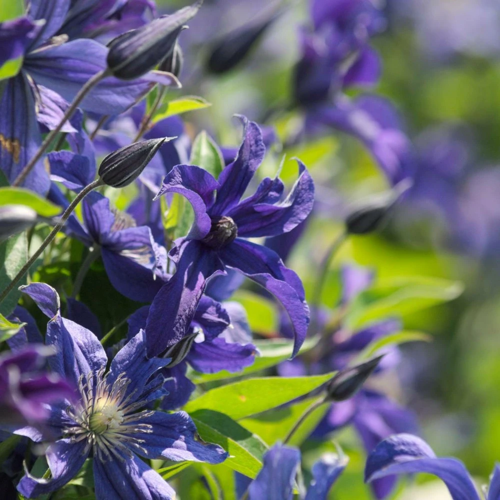 Clématite Integrifolia Saphyra® Indigo 'cleminov 51'/pot De 1,5l - Tuteur Bambou 30/60 Cm 1 Clématite Integrifolia Saphyra® Indigo 'cleminov 51'/pot De 1,5l - Tuteur Bambou 30/60 Cm