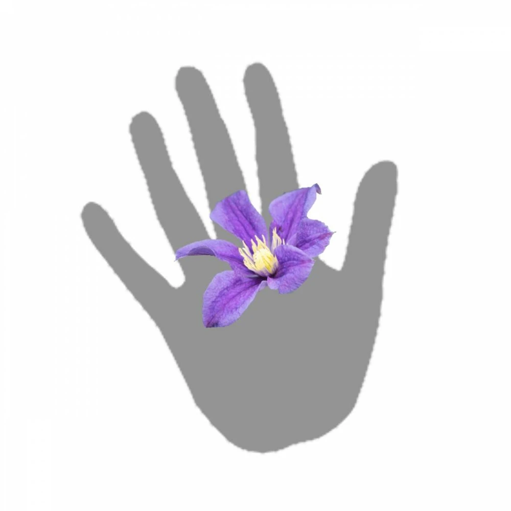 Clématite Integrifolia Arabella/pot De 3l - Echelle Bambou 60/120 Cm 4 Clématite Integrifolia Arabella/pot De 3l - Echelle Bambou 60/120 Cm – Image 4