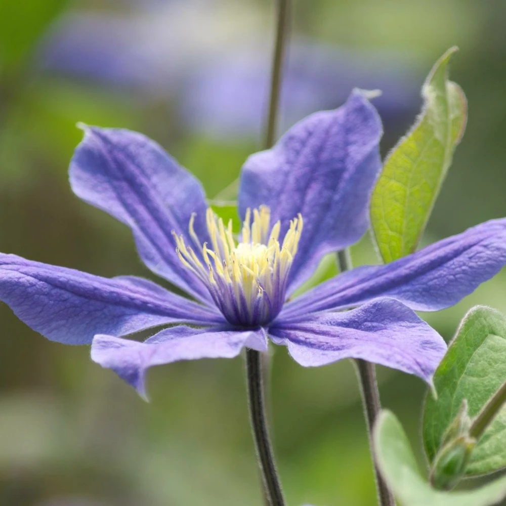 Clématite Integrifolia Arabella/pot De 3l - Echelle Bambou 60/120 Cm 1 Clématite Integrifolia Arabella/pot De 3l - Echelle Bambou 60/120 Cm