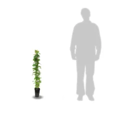 Clématite Armandii Enham Star/pot De 3l - Echelle Bambou 60/120 Cm -Promos Botanivea Boutique 63f4cf57c31d74.25275782