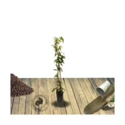 Clématite Armandii Enham Star/pot De 3l - Echelle Bambou 60/120 Cm -Promos Botanivea Boutique 63f4cf57d6a260.15793300