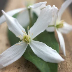 Clématite Armandii Enham Star/pot De 3l - Echelle Bambou 60/120 Cm