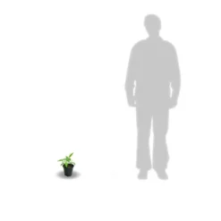 Clématite Florida Cassis™ 'evipo020'/pot De 1,5l - Tuteur Bambou 30/60 Cm -Promos Botanivea Boutique 63f4d0024fcf41.91234118