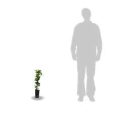 Chèvrefeuille Japonica Hall's Prolific/pot De 1,5l - Tuteur Bambou 30/60 Cm -Promos Botanivea Boutique 63f4d010891aa4.12503587