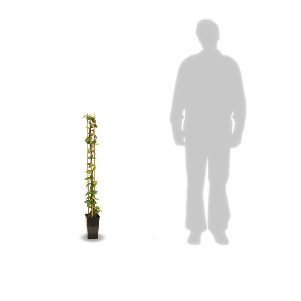 Jasmin étoilé Asiaticum Pink Showers®/pot De 3l - Echelle Bambou 60/120 Cm 3 Jasmin étoilé Asiaticum Pink Showers®/pot De 3l - Echelle Bambou 60/120 Cm – Image 3