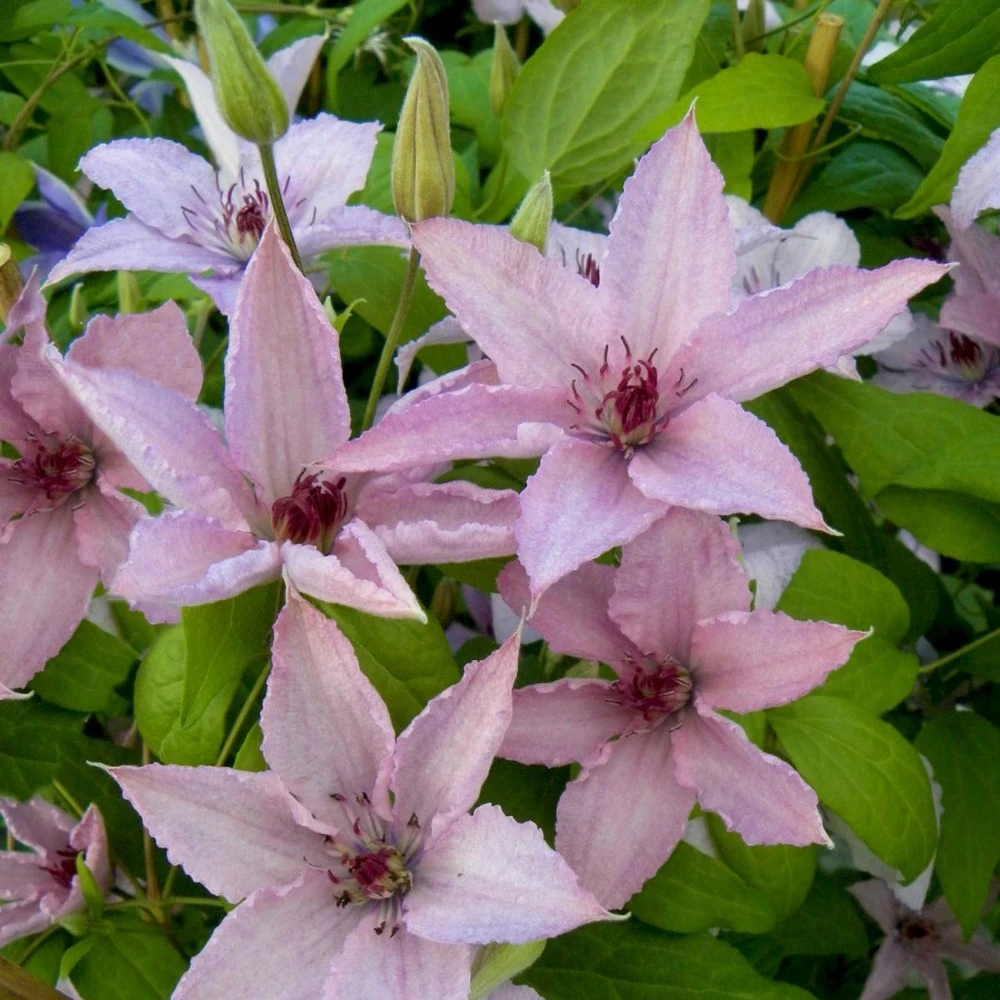 Clématite Hagley Hybrid/pot De 3l - Echelle Bambou 60/120 Cm 1 Clématite Hagley Hybrid/pot De 3l - Echelle Bambou 60/120 Cm