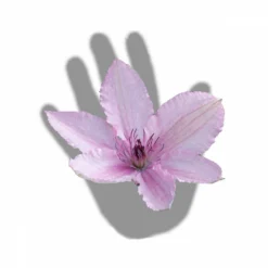 Clématite Hagley Hybrid/pot De 3l - Echelle Bambou 60/120 Cm 7 Clématite Hagley Hybrid/pot De 3l - Echelle Bambou 60/120 Cm -Promos Botanivea Boutique 63f4d042424208.54318118