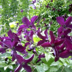 Promos Botanivea Boutique 23 Clématite Viticella Black Prince/pot De 2l