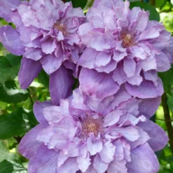 Clématite Vyvyan Pennell/pot De 1,5l - Tuteur Bambou 30/60 Cm -Promos Botanivea Boutique 63f4d0720a9112.98823519