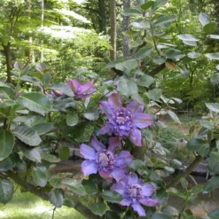 Clématite Vyvyan Pennell/pot De 1,5l - Tuteur Bambou 30/60 Cm -Promos Botanivea Boutique 63f4d0721bf9f5.16034728