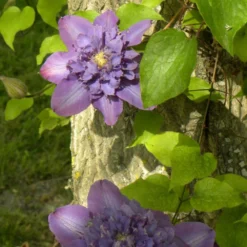 Promos Botanivea Boutique -Promos Botanivea Boutique 63f4d0721ffd68.43183008