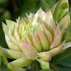 Clématite Sen No Kaze/pot De 1,5l - Tuteur Bambou 30/60 Cm