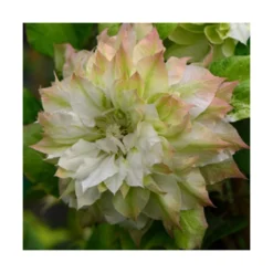 Clématite Sen No Kaze/pot De 1,5l - Tuteur Bambou 30/60 Cm -Promos Botanivea Boutique 63f4d0b062de82.57315174